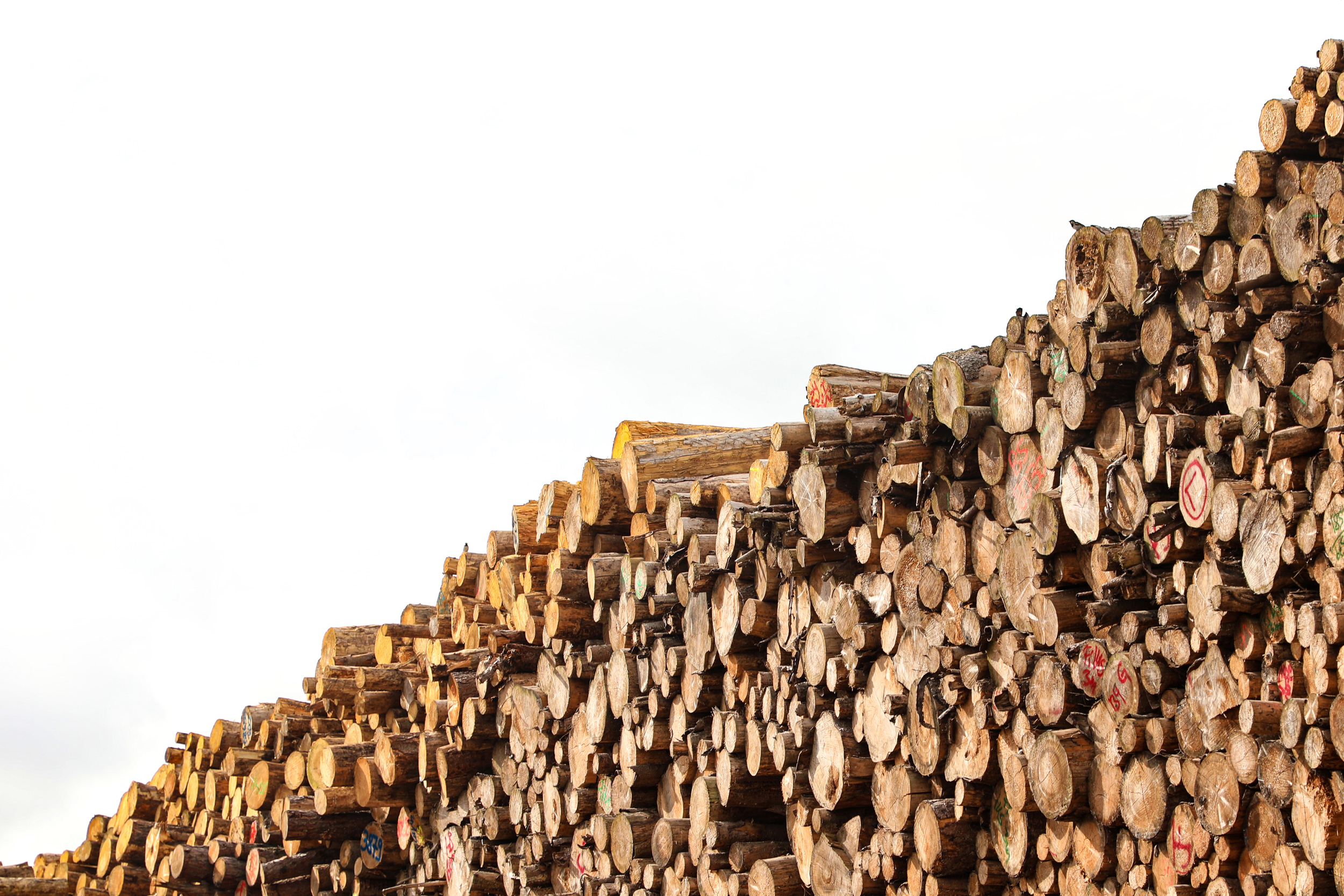 Holzhandlung Freytag Group Börde Pellets Brennholz Stapel mit Baumstämmen